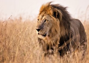 3 DAY MIKUMI LUXURY TENTED CAMPS SAFARI