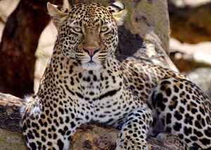 4 DAY TANZANIA UNFORGETTABLE SAFARI EXPERIENCE