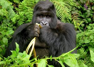 5 DAY GREAT ADVENTURE GORILLA SAFARI TO RWANDA