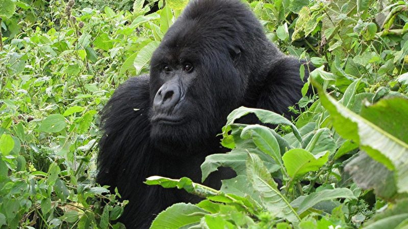 6 DAY UGANDA AND RWANDA GORILLA SAFARI