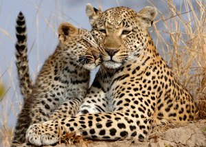 9 Day Tanzania Adventure Big Cats Safari