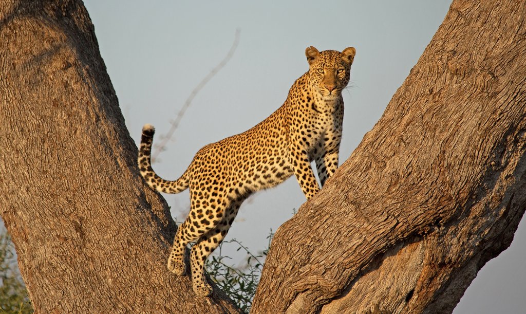 11 Day Serengeti Tented Camps Safari and Zanzibar