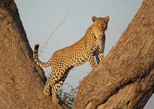 11 Day Serengeti Tented Camps Safari and Zanzibar