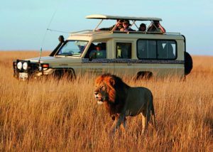 Safari+Zanzibar