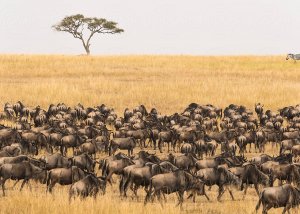 10 DAY SERENGETI WILDEBEEST MIGRATION SAFARI