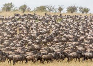 5 DAY SERENGETI WILDEBEEST MIGRATION SAFARI