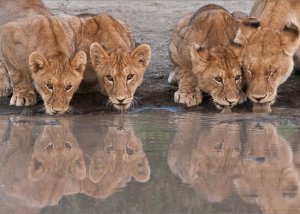 3 DAY TENTED CAMPS SAFARI TO SELOUS GAME RESERVE