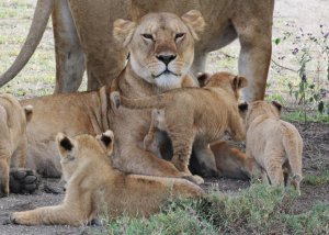8 DAY SERENGETI ADVENTURE BIG CATS SAFARI