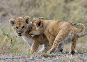 8 DAY SERENGETI BUDGET ADVENTURE BIG FIVE SAFARI