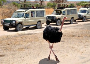 8 DAY TANZANIA CULTURAL TOURISM AND GAME SAFARI