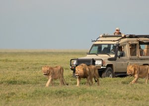 12 Days Great Serengeti Adventure Big Cats Safari