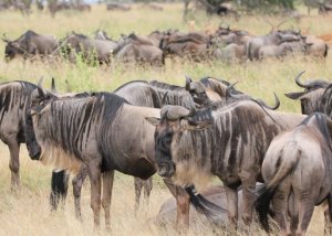 7 DAY SERENGETI WILDEBEEST MIGRATION TRACKING SAFARI