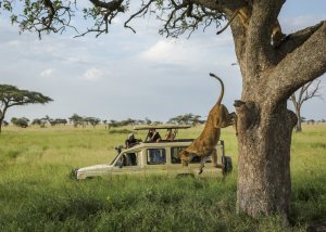8 DAY TANZANIA BUDGET SAFARI AND CULTURAL TOURISM