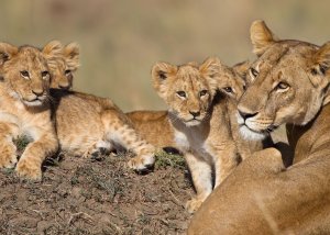 3 DAY ADVENTURE TENTED CAMP SAFARI TO MASAI MARA