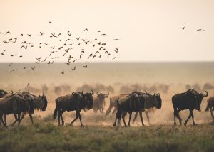 5 DAY BUSHMEN TOUR AND BUDGET WILDLIFE SAFARI