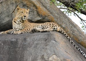 5 Day Safari and Bushmen Tour to Lake Eyasi